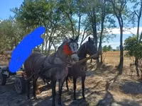 Yegua, Caballos — foto 1