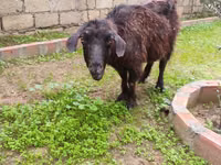 Goat, Goats — photo 2