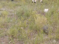 Sheep (batch, sex not specified), Sheep — photo 2