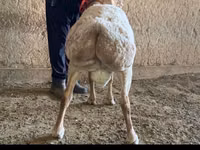 公羊, Arashan sheep — 照片 2