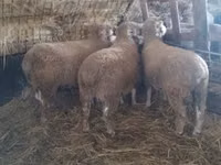 公羊, Ile-de-France sheep — 照片 4