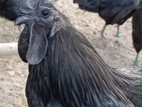 Ayam Cemani — Foto 2