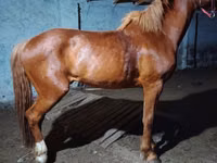 Hengst, Budyonny horse — Foto 2