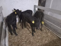 Kuh, Holstein-Rasse — Foto 2
