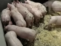 Schweine (Partie, Geschlecht nicht angegeben) — Foto 6