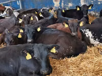 सांड, Simmental cattle — फ़ोटो 4