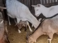 Ziegen (Partie, Geschlecht nicht angegeben), Ziegen — Foto 2