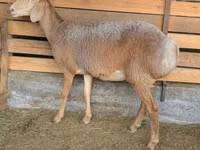 भेड़, Arashan sheep — फ़ोटो 3