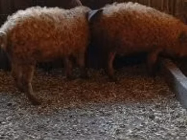 Boar, 