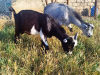 Billy Goat, Goats — photo 2