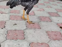Серо-крапчатая — фото 5