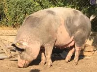 Eber, Schweine — Foto 4