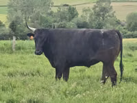 Kuh, Wagyu — Foto 5