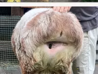 نعجة, East Friesian Dairy sheep — الصورة 5