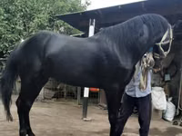 حصان, Budyonny horse — الصورة 5