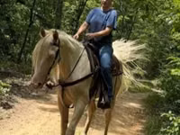 Hengst, Kentucky mountain daddle horse — Foto 4