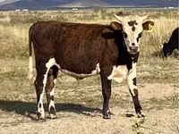 公牛, Kazakh White-headed cow — 照片 4