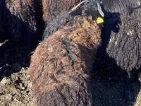 Schafe (Partie, Geschlecht nicht angegeben), Karachay sheep — Foto 3
