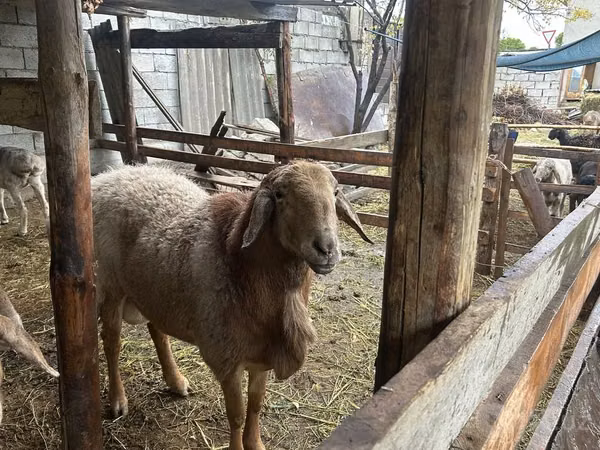 公羊, Arashan sheep