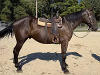 Caballo, Caballos — foto 4