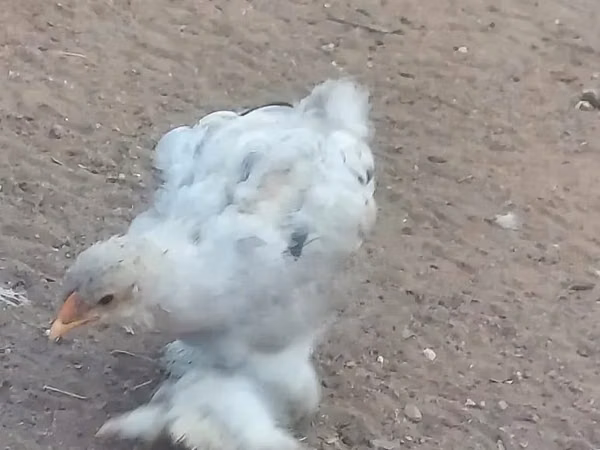 Brahma