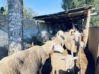 Ram, Merinoland sheep — photo 1