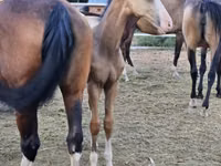 公马, Akhal-Teke — 照片 4