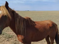 حصان, Kazakh horse — الصورة 1