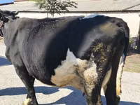 गाय, गोलस्टीन नस्ल — फ़ोटो 6