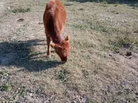Bovinos (lote, sexo no especificado), Ganado vacuno — foto 2