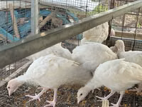 Turkeys — फ़ोटो 4