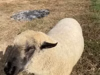 मेढ़ा, Hampshire sheep — फ़ोटो 1