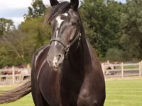 حصان, Percheron — الصورة 3