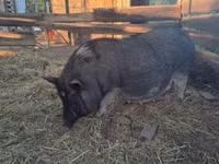 Sow — photo 2