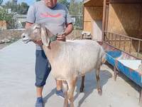 Schaf, Arashan sheep — Foto 2