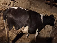 بقرة, Russian Black pied cattle — الصورة 5