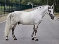 घोड़ा, Falabella — फ़ोटो 3