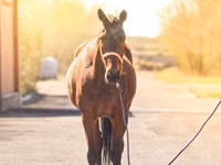 घोड़ी, Thoroughbred horse — फ़ोटो 2