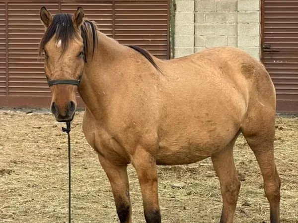 فرس, Kyrgyz Horse