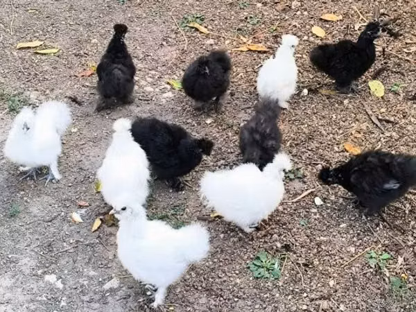 Silkie
