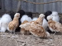 Danish hen — photo 2