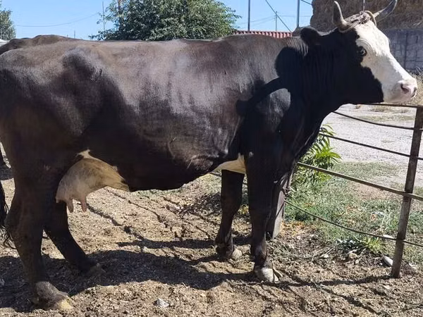 गाय, कल्मिक नस्ल