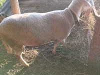 كبش, Lacaune sheep — الصورة 5