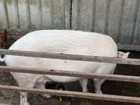 Cerda — foto 3