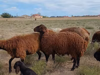 Ram, Karakul sheep — photo 4