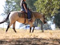 घोड़ी, Quarter Horse — फ़ोटो 8