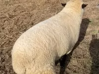 मेढ़ा, Hampshire sheep — फ़ोटो 2