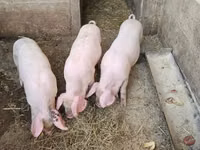 Cerdos (lote, sexo no especificado), Cerdos — foto 4