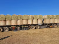 Eragrostis bales - Round / Big (For Sale) — الصورة 1