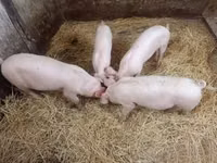 Säue, Schweine — Foto 3